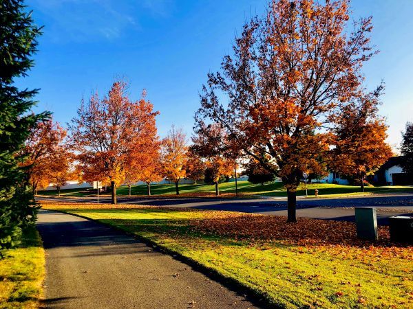Trees in a field changing color to orange, with leaves all around the grass